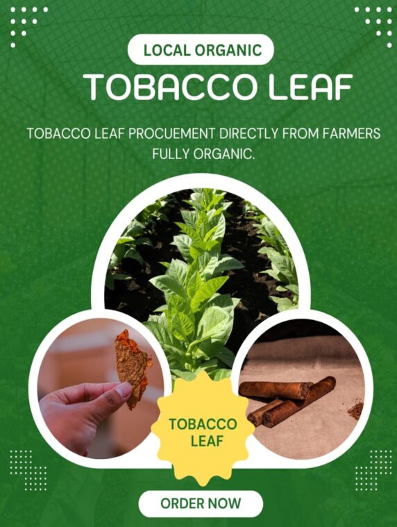 tobacco city horses review Tobacco City - Horses tobacco city horses review Tobacco City - Horses